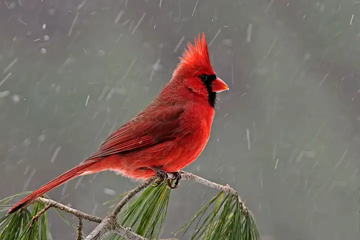 northern-cardinal-male-12-1-_0542.jpg