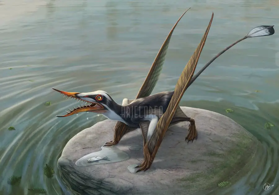 1564_rhamphorhynchus_ariel.jpg