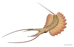 Kerygmachela (Kerygmachelidae)
