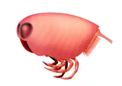 Concavicaris (Thylacocephala)