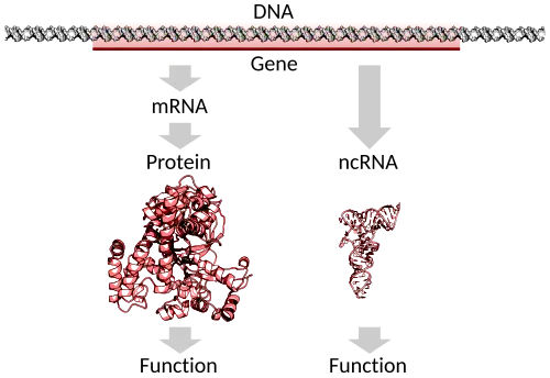 A protein-coding gene in DNA being transcribed and translated to a functional protein or a non-protein-coding gene being transcribed to a functional RNA