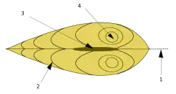 Main parts of a bivalve shell