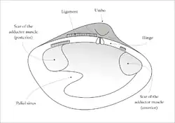 Interior of the left valve of a venerid